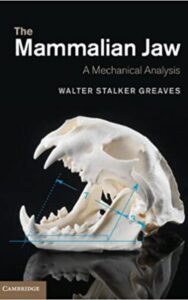 Read more about the article The Mammalian Jaw A Mechanical Analysis by Walter Stalker Greaves