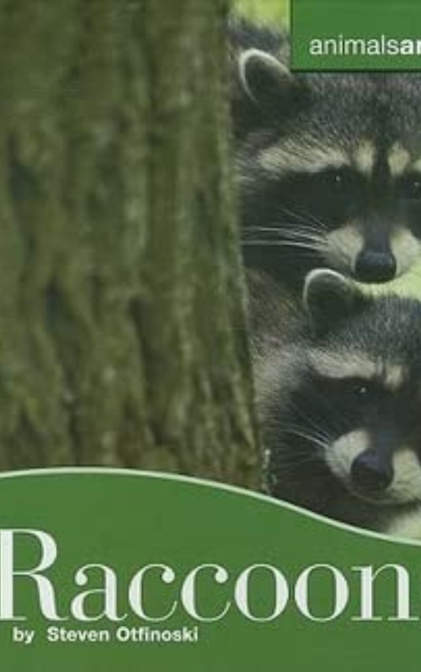 Raccoons