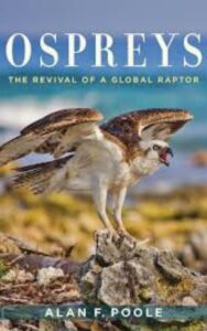 Read more about the article Ospreys The Revival of a Global Raptor by Alan Forsyth Poole