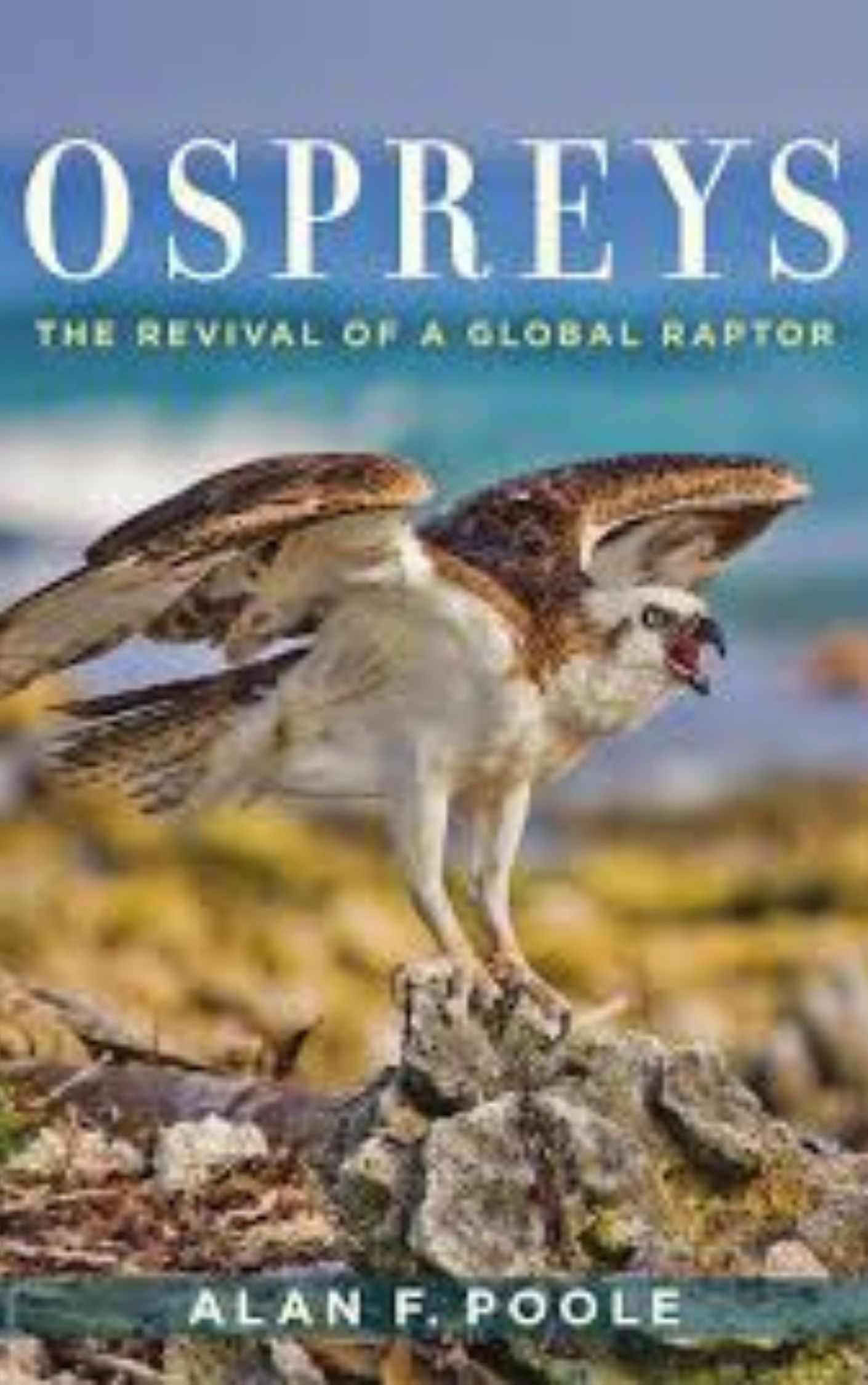 You are currently viewing Ospreys The Revival of a Global Raptor by Alan Forsyth Poole